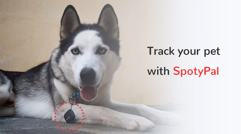 Bluetooth trackers VS GPS trackers: What's the difference - SpotyPal